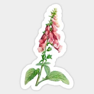 Common foxglove - Botanical Illustration Sticker